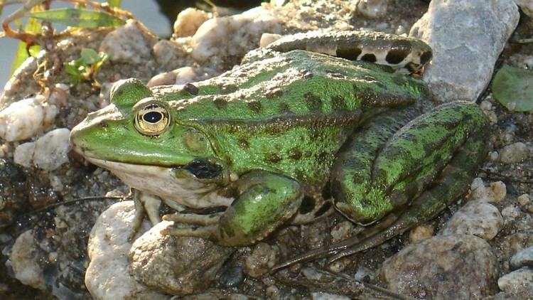 Marsh frog Froglife