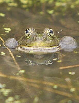 Marsh frog Marsh Frog Rana Ridibunda