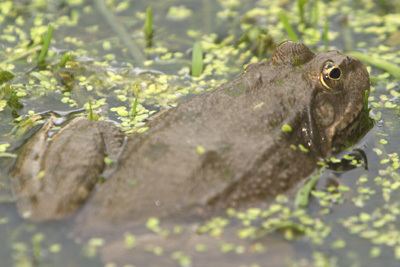 Marsh frog Marsh Frog Rana Ridibunda