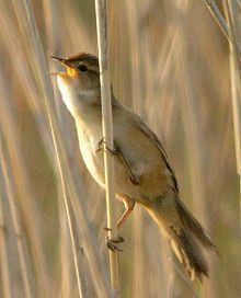 Marsh grassbird httpsuploadwikimediaorgwikipediacommonsthu