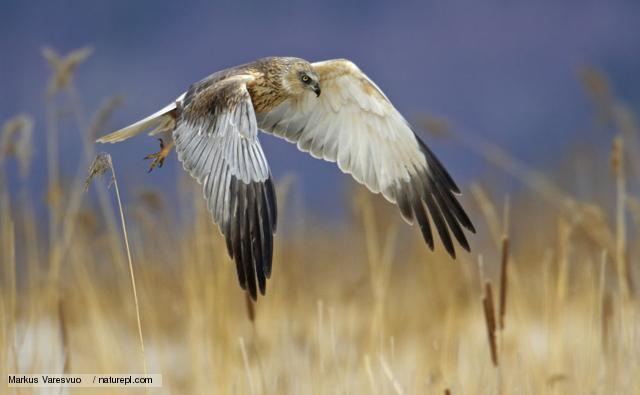 Marsh harrier BBC Nature Marsh harrier videos news and facts