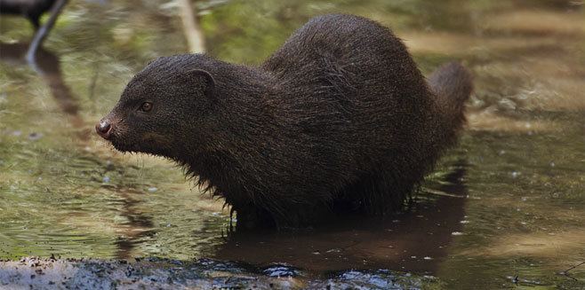 Marsh mongoose Atilax paludinosus Marsh mongoose