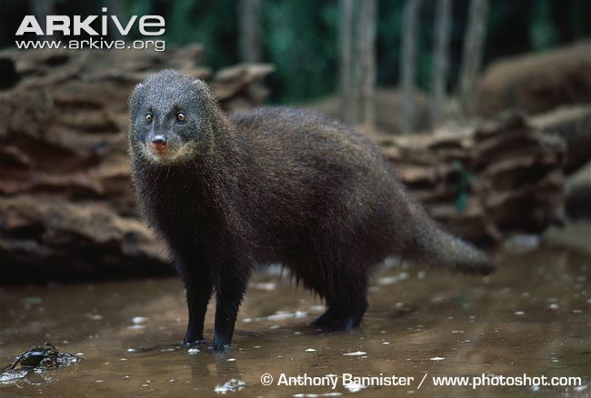 Marsh mongoose cdn2arkiveorgmediaE5E579E3B4DE4148FB847E3