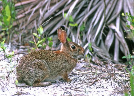 Marsh rabbit Marsh Rabbit Florida eco travel guide