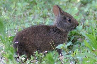 Marsh rabbit Marsh Rabbit Outdoor Alabama