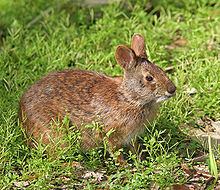 Marsh rabbit httpsuploadwikimediaorgwikipediacommonsthu