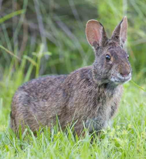 Marsh rabbit Jimmy Carter and the Marsh Rabbit Animals GRIT Magazine