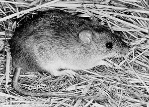 Marsh rice rat Marsh Rice Rat Oryzomys palustris