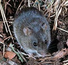 Marsh rice rat httpsuploadwikimediaorgwikipediacommonsthu
