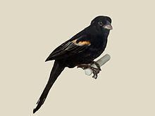 Marsh widowbird httpsuploadwikimediaorgwikipediacommonsthu
