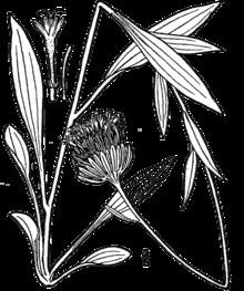 Marshallia grandiflora httpsuploadwikimediaorgwikipediacommonsthu