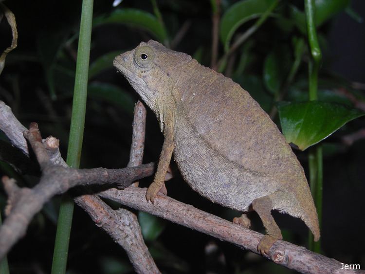 Marshall's pygmy chameleon httpswwwchameleonforumscomstylescfimagesc