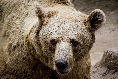 marsican brown bear