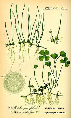 Marsileaceae httpsuploadwikimediaorgwikipediacommonsthu