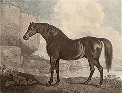 Marske (horse) httpsuploadwikimediaorgwikipediacommonsthu