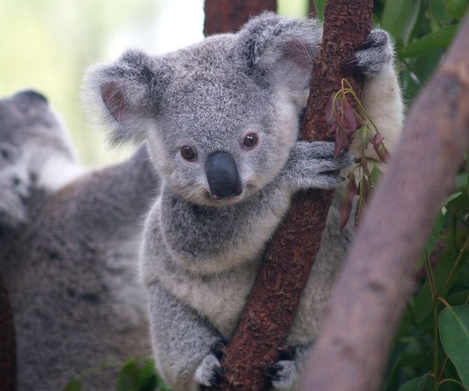 Marsupial Marsupial DNA Redraws Family Tree WIRED