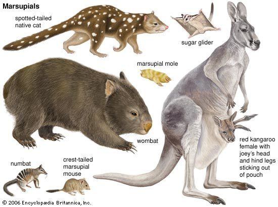 Marsupial marsupial mammal Britannicacom
