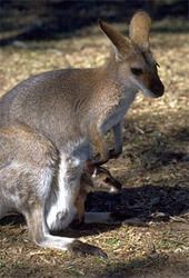 Marsupial wwwucmpberkeleyedumammalmarsupialwallabyjpg