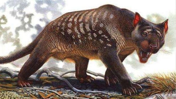 Marsupial lion Marsupial lions red in supersharp tooth and claw