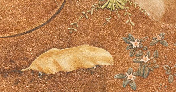 Marsupial mole The marsupial mole an enduring enigma Australian Geographic