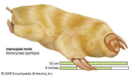 Marsupial mole marsupial mole Britannicacom