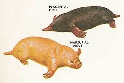 Marsupial mole Marsupial Mole Creamy Underground Fur Pellet with Claws Animal