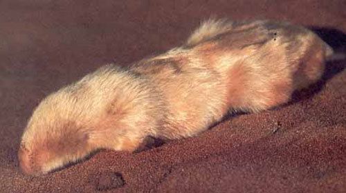 Marsupial mole Northern marsupial mole Characteristics Habitat amp Breeding