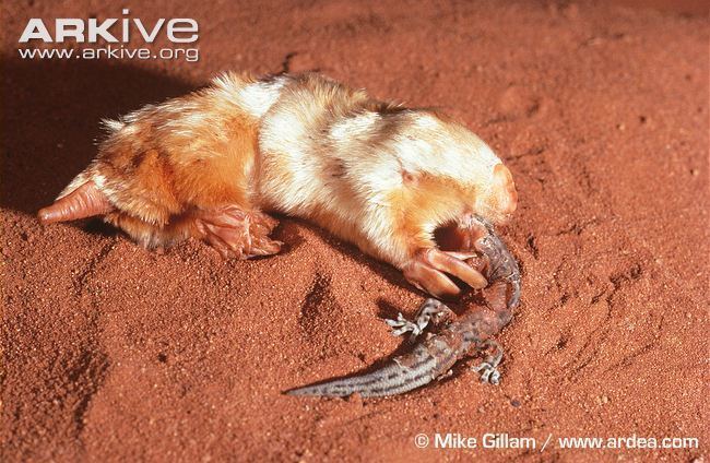 Marsupial mole Southern marsupial mole photo Notoryctes typhlops G12464 ARKive