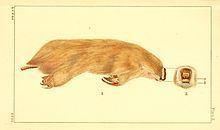 Marsupial mole httpsuploadwikimediaorgwikipediacommonsthu