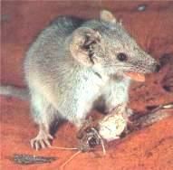 Marsupial shrew wwwzooecocomImagesPlanigale20gilesijpg