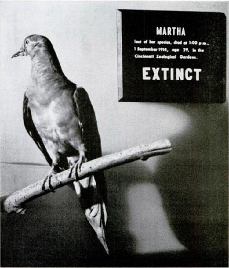 Martha (passenger pigeon) A Flight of Fancy New efforts could bring back the passenger pigeon