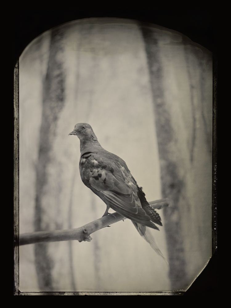 Martha (passenger pigeon) Century After Extinction Passenger Pigeons Remain IconicAnd