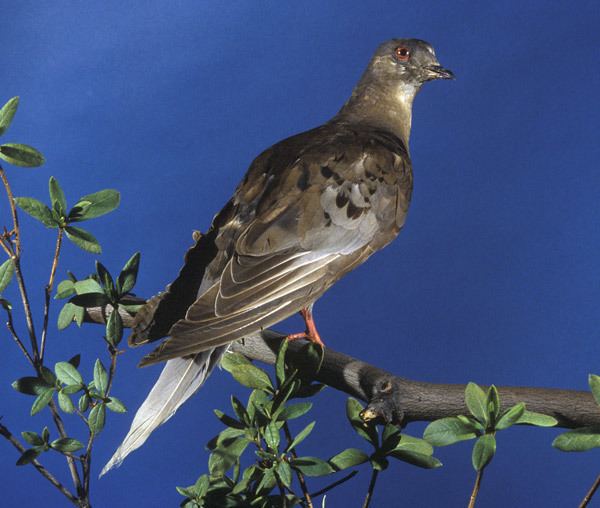 Martha (passenger pigeon) SI NMNH Centennial quotMarthaquot The Last Passenger Pigeon