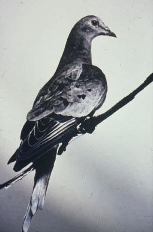 Martha (passenger pigeon) Martha the Last of the Passenger Pigeons