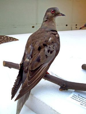 Martha (passenger pigeon) Passenger pigeon extinction Martha the last passenger pigeon died