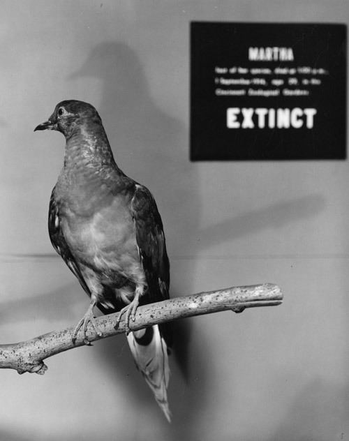 Martha (passenger pigeon) httpsnaturalhistorysieduonehundredyearsfeat