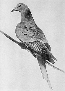Martha (passenger pigeon) Martha passenger pigeon Wikipedia