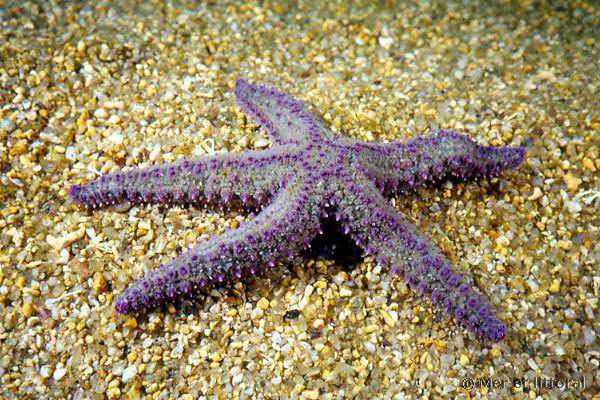 Marthasterias European Marine Life Marthasterias glacialis Spiny starfish