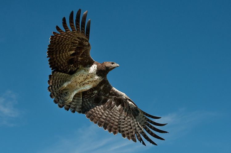 Martial eagle Martial Eagle