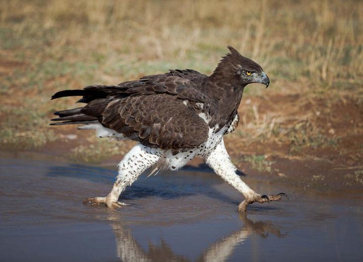 Martial eagle Martial eagle pictorial