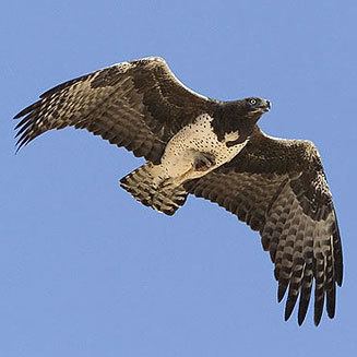 Martial eagle bellicosus Martial eagle