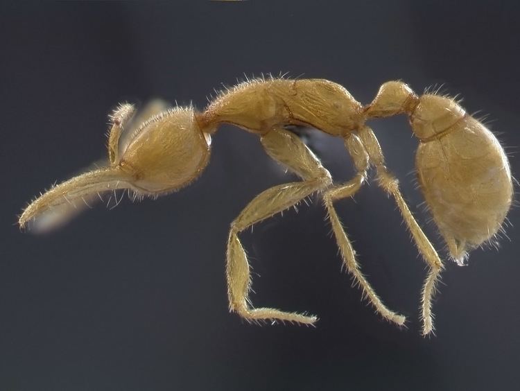 Martialis heureka Eureka Heureka An Astonishing New Ant Myrmecos Blog