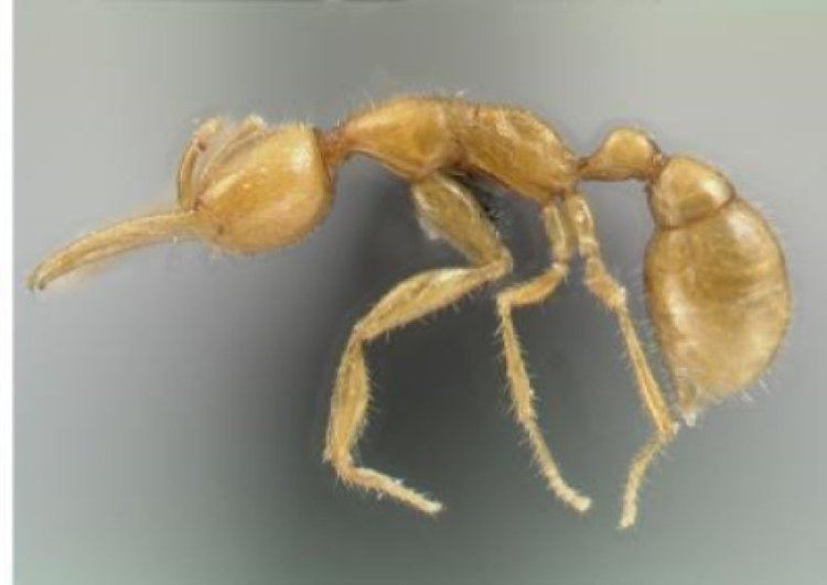 Martialis heureka New Ant Species Discovered In The Amazon Likely Represents Oldest