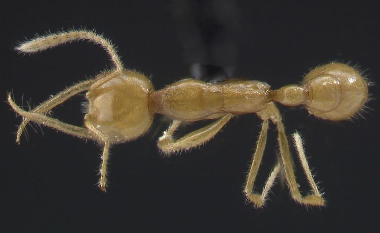 Martialis heureka A taxonomic Ant Picturebase of Asia and Europe