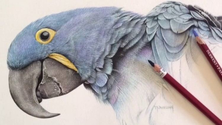 Martin Aveling Hyacinth Macaw Pastel Pencils Martin Aveling YouTube