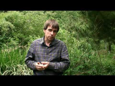 Martin Crawford Martin Crawfords FOREST GARDEN YouTube