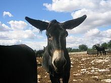 Martina Franca donkey httpsuploadwikimediaorgwikipediacommonsthu