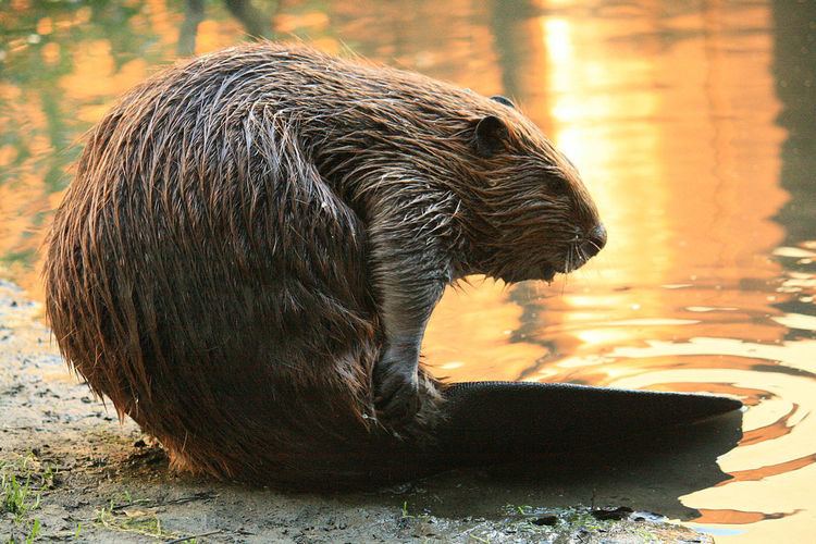 Martinez, California beavers
