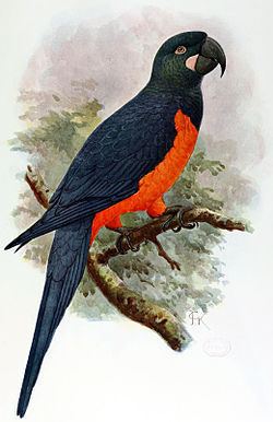 Martinique macaw httpsuploadwikimediaorgwikipediacommonsthu