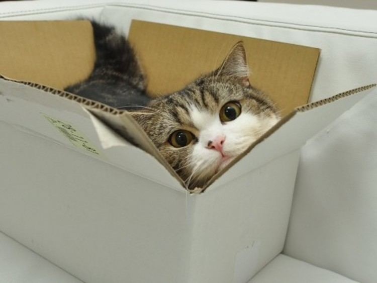 Maru (cat) Maru and Many TooSmall Boxes Love Meow
